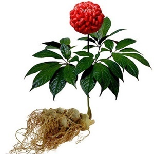 Ginseng in de samenstelling